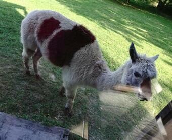 Hostal L'echapp�e Belle