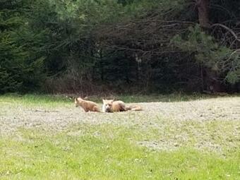 Beautiful Private Community Lakefront Rustic/ Modern Style Townhouse (pinecrest)