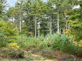 Tentrr Signature Site - Pine Grove