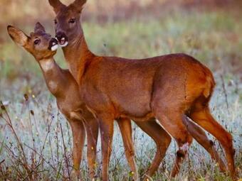 G�te Mur-de-sologne, 4 Pi�ces, 6 Personnes - Fr-1-491-296