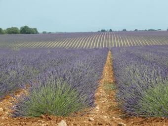 Le Colombier