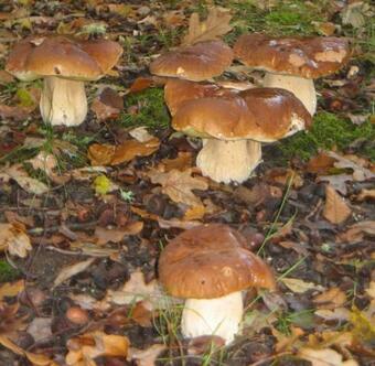 Bed & Breakfast Le Ranch Amadeus