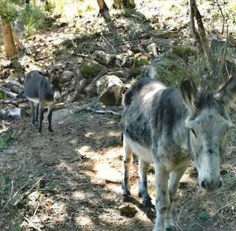 Studio Les Cadichons De La Grange
