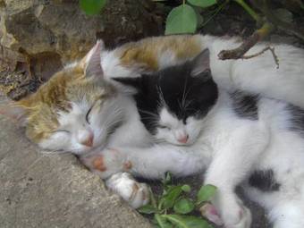 Bed & Breakfast Fen�tre Sur Loire