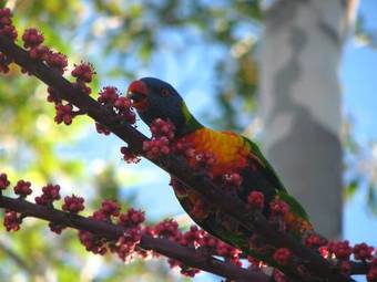 "toad Hall" Byron Hinterland-tintenbar