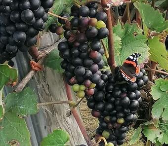 Apartamento Ferienhaus Moselgl�ck