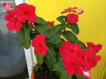 Bed & Breakfast Solar Villa