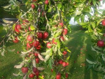 Bed & Breakfast G�stehaus Brigitte