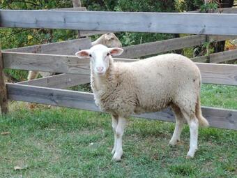 G�te Mas La Tabati�re