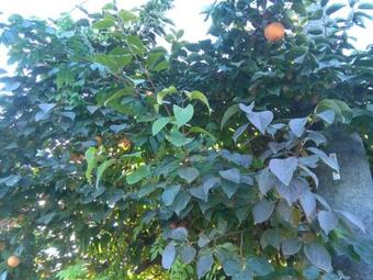 Bed & Breakfast I Quattro Gatti