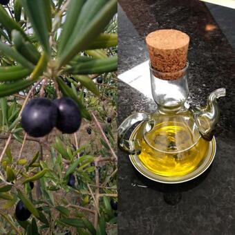 Agroturismo Casa Professor Moutinho