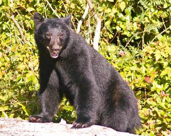 Wild Pacific Bed And Breakfast