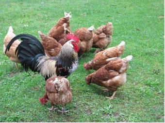 Apartamento Feichtingerbauer