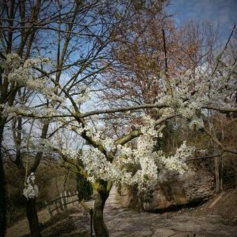 Bed & Breakfast Casale La Pietra Gialla