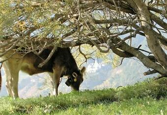 Agroturismo Morigglhof