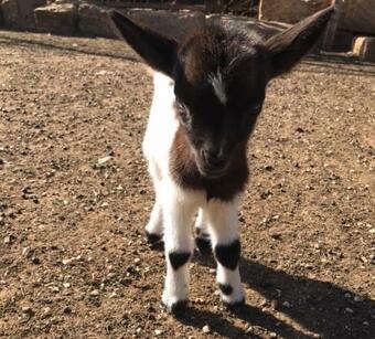 Agroturismo Fattoria Il Noce