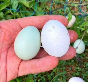 Apartamento Casa Brigitte