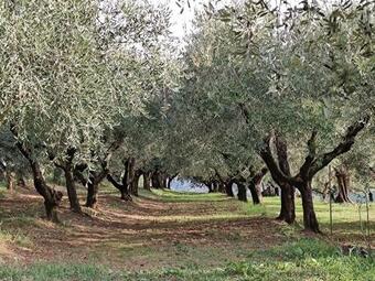 Apartamento La Maggiolina Country House