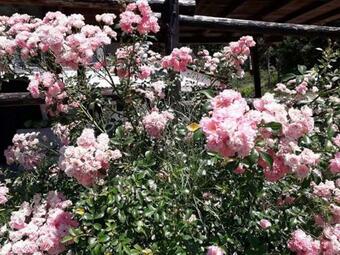 Bed & Breakfast Il Casalino