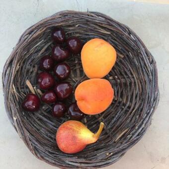 Trulli Foggia Dell'albero