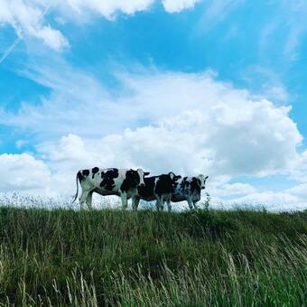 Apartamento Junggesellenabschied Mit Stil -eiderschleife S�derstapel Nordsee 12 -14 Pers