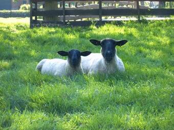 Apartamentos Bauernhof Hopp