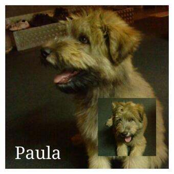 Apartamento Ferienwohnung Gnubbel