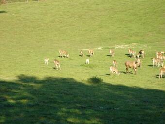 Apartamentos G�stehaus Wildgehege