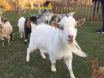 Agroturismo Gite Des 2 Arbres De La Sagesse , Agr�able Chalet Avec Spa Privatif