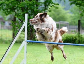 Bed & Breakfast Gasthof Rosslwirt