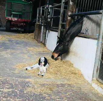Apartamento Friesenhof Riepe, Urlaub Auch Mit Pferd