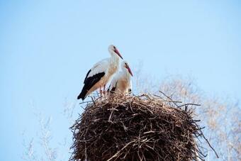 Bed & Breakfast Bnb It Hazzeleger Beetsterzwaag
