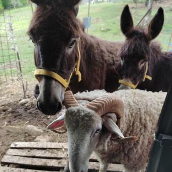 Agroturismo La Masseria Di Antonio E Teresina