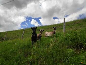 Apartamento Nestlhof