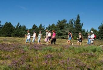Les Bouviers