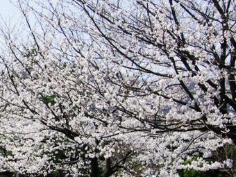 Hotel Kunitomi Annex - Vacation Stay 12072v