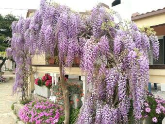 Casa Vacanze La Guzzetta Ranch