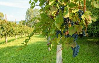 Nice Home In San Giorgio Monferrato With Wifi And 1 Bedrooms