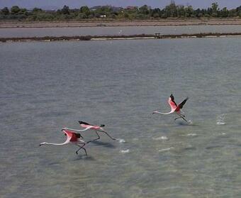 Apartamento Appartamento Con Terrazzo Vista Mare In Sardegna Di Fronte All'isola Di Tavolara