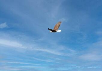 Lake Texoma Fishing Retreat In Cardinal Cove With Eagle's Nest View