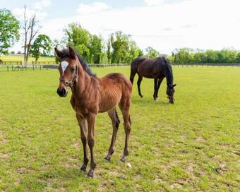 Apples Jade Apartment