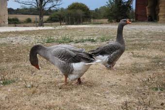 Gite De La Maison Fort