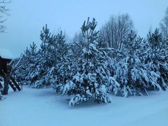 Apartamento Sodyba Pas Jelena