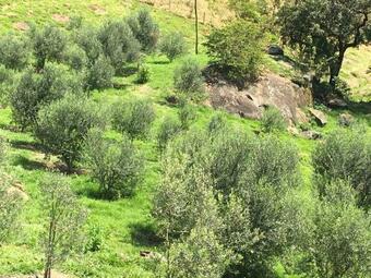 Grappolo - Chal� Nas Oliveiras