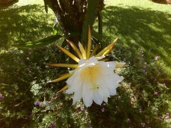 Posada Pousada Ch�cara Vivalli