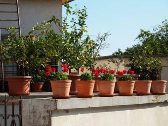 Istrian Houses Padna
