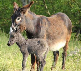 Bed & Breakfast Gites&chambres D H�tes Les Granges Du Fournel