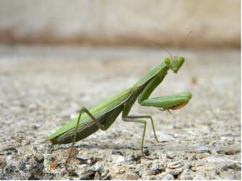 Mas Des Petits Loups