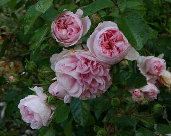 Ch�teau De Bournand B&B