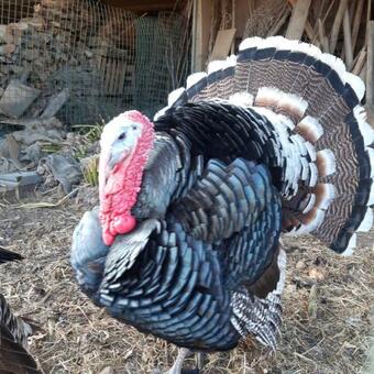 Apartamento De Tuin Van Agatha